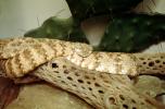 Speckled Rattlesnake, (Crotalus mitchellii), Viperidae, Crotalinae, Mitchell's rattlesnake, Viper, Venomous, Deadly, ARSV01P06_10