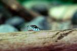 San Francisco Garter Snake, (Thamnophis sirtalis tetrataenia), Colubridae, ARSV01P06_13