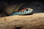San Francisco Garter Snake, (Thamnophis sirtalis tetrataenia), Colubridae, ARSV01P06_14.1713