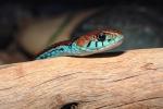 San Francisco Garter Snake, (Thamnophis sirtalis tetrataenia), Colubridae, ARSV01P06_14.2467