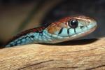 San Francisco Garter Snake, (Thamnophis sirtalis tetrataenia), Colubridae, ARSV01P06_14B.1713