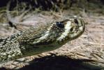 Eastern Diamond Rattlesnake, (Crotalus adamanteus), Venomous, Pitviper, Viperidae, Crotalus, ARSV01P06_17.1713