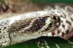 Eastern Diamond Rattlesnake, (Crotalus adamanteus), Venomous, Pitviper, Viperidae, Crotalus, ARSV01P06_19