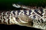 Eastern Diamond Rattlesnake, (Crotalus adamanteus), Venomous, Pitviper, Viperidae, Crotalus, ARSV01P07_01