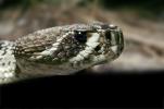 Eastern Diamond Rattlesnake, (Crotalus adamanteus), Venomous, Pitviper, Viperidae, Crotalus, ARSV01P07_02