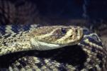 Eastern Diamond Rattlesnake, (Crotalus adamanteus), Venomous, Pitviper, Viperidae, Crotalus, ARSV01P07_04.1713