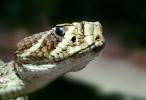 Eastern Diamond Rattlesnake, (Crotalus adamanteus), Venomous, Pitviper, Viperidae, Crotalus, ARSV01P07_05