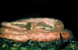 Eyelash Viper, (Bothriechis schlegelii), Venomous, Viper, Pitviper, Viperidae, Crotalinae, ARSV01P07_13