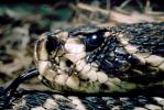 Eastern Diamond Rattlesnake, (Crotalus adamanteus), Venomous, Pitviper, Viperidae, Crotalus, ARSV01P07_19.1713