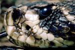 Eastern Diamond Rattlesnake, (Crotalus adamanteus), Venomous, Pitviper, Viperidae, Crotalus, ARSV01P07_19B.1713