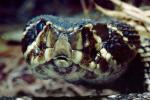Eastern Diamond Rattlesnake, (Crotalus adamanteus), Venomous, Pitviper, Viperidae, Crotalus, ARSV01P08_01