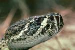 Eastern Diamond Rattlesnake, (Crotalus adamanteus), Venomous, Pitviper, Viperidae, Crotalus, ARSV01P08_03