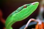 Mexican Vine Snake, (Oxybelis Aeneus), Colubridae, colubrid, Brown Vine Snake, ARSV01P09_09B