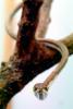 Mexican Vine Snake, (Oxybelis Aeneus), Colubridae, colubrid, Brown Vine Snake, ARSV01P09_12