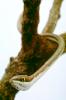Mexican Vine Snake, (Oxybelis Aeneus), Colubridae, colubrid, Brown Vine Snake, ARSV01P09_13