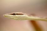 Mexican Vine Snake, (Oxybelis Aeneus), Colubridae, colubrid, Brown Vine Snake, ARSV01P09_14