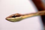 Mexican Vine Snake, (Oxybelis Aeneus), Colubridae, colubrid, Brown Vine Snake, ARSV01P09_17