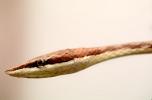Mexican Vine Snake, (Oxybelis Aeneus), Colubridae, colubrid, Brown Vine Snake, ARSV01P09_19