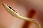 Mexican Vine Snake, (Oxybelis Aeneus), Colubridae, colubrid, Brown Vine Snake, ARSV01P10_02