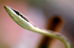 Mexican Vine Snake, (Oxybelis Aeneus), Colubridae, colubrid, Brown Vine Snake, ARSV01P10_02B