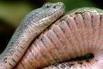 Banded Rock Rattlesnake, (Crotalus lepidus lepidus), Pitviper, Venomous, Poisonous, Viper, Viperidae