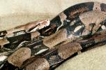 Boa Constrictor, Boidae, Constricter, ARSV01P10_05