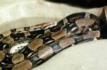 Boa Constrictor, Boidae, Constricter, ARSV01P10_06