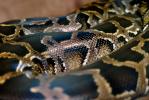 Burmese Python, (Python molurus bivittatus), Pythonidae, constrictor, ARSV01P10_10.1713