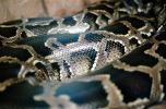 Burmese Python, (Python molurus bivittatus), Pythonidae, constrictor, ARSV01P10_10