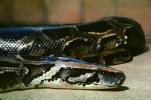 Burmese Python, (Python molurus bivittatus), Pythonidae, constrictor, ARSV01P10_11