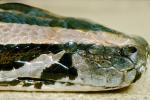 Burmese Python, (Python molurus bivittatus), Pythonidae, constrictor, ARSV01P10_13.1713