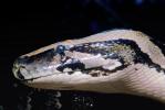 Burmese Python, (Python molurus bivittatus), Pythonidae, constrictor, ARSV01P10_14.1713