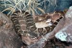 Northern Pacific Rattlesnake, (Crotalus viridis oreganus), Crotalinae, Viperidae, Viper, Pitviper, Venomous, ARSV01P10_16