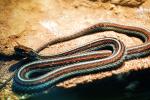 San Francisco Garter Snake, (Thamnophis sirtalis tetrataenia), Colubridae, ARSV01P11_03