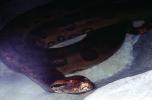 Giant Anaconda, (Eunectes murinus), ARSV01P12_10