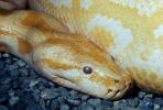 Burmese Python, (Python molurus bivittatus), Pythonidae, constrictor, ARSV01P13_04