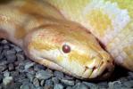 Burmese Python, (Python molurus bivittatus), Pythonidae, constrictor, ARSV01P13_05