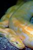 Burmese Python, (Python molurus bivittatus), Pythonidae, constrictor, ARSV01P13_06