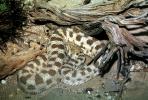 Sidewinder Rattlesnake, (Crotalus cerastes)), Venomous Viper, Viperidae, Viperinae, Bitis, ARSV01P13_08