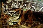 Gaboon Viper (Bitis Gabonica), Venomous Viper, Viperidae, Viperinae, ARSV01P13_12