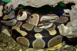 Ball Python, (Python regius), Pythonidae
