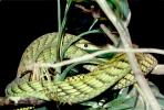 Green Mamba, (Dendroaspis viridis), Elapidae, Dendroaspis, venomous, poisonous, ARSV01P14_01