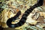 Eastern Tiger Snake, (Notechis scutatus), Elapidae, venomous, ARSV01P14_04