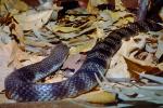 Eastern Tiger Snake, (Notechis scutatus), Elapidae, venomous, ARSV01P14_05.1713