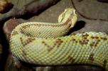 Neotropical Rattlesnake, (Crotalus durissus), Venomous Pitviper, Viper, Viperidae, ARSV01P15_10