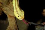 Neotropical Rattlesnake, (Crotalus durissus), Venomous Pitviper, Viper, Viperidae, ARSV01P15_17.1713