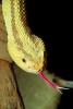 Neotropical Rattlesnake, (Crotalus durissus), Venomous Pitviper, Viper, Viperidae, ARSV01P15_17B.1713