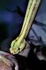 Neotropical Rattlesnake, (Crotalus durissus), Venomous Pitviper, Viper, Viperidae, ARSV01P15_18