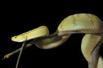 Neotropical Rattlesnake, (Crotalus durissus), Venomous Pitviper, Viper, Viperidae, ARSV02P01_01.1713