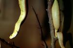 Neotropical Rattlesnake, (Crotalus durissus), Venomous Pitviper, Viper, Viperidae, ARSV02P01_02